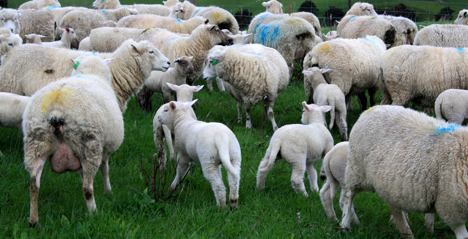 Charollais Sheep 2013