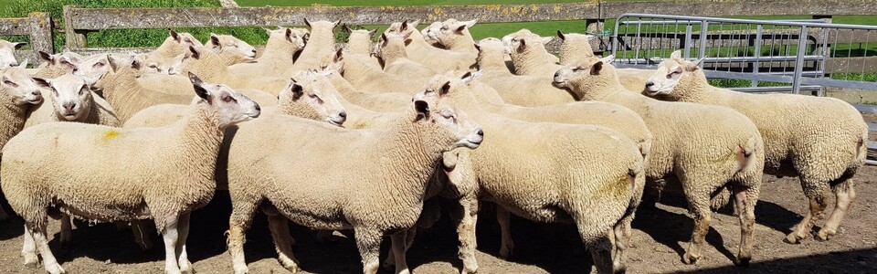 Registered flock #1 Charollais Sheep Genetics New Zealand